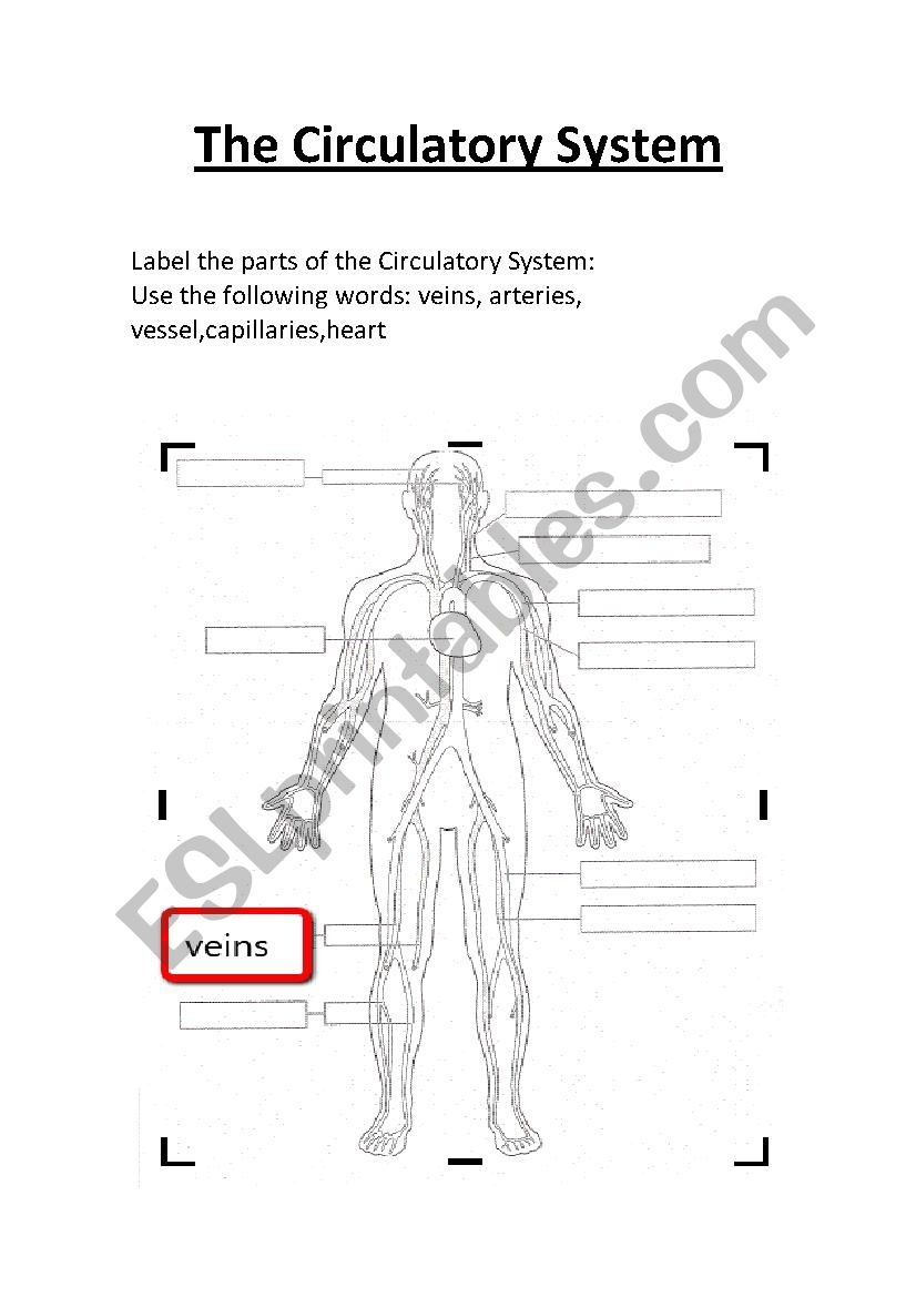 Free Printable Circulatory System Worksheets