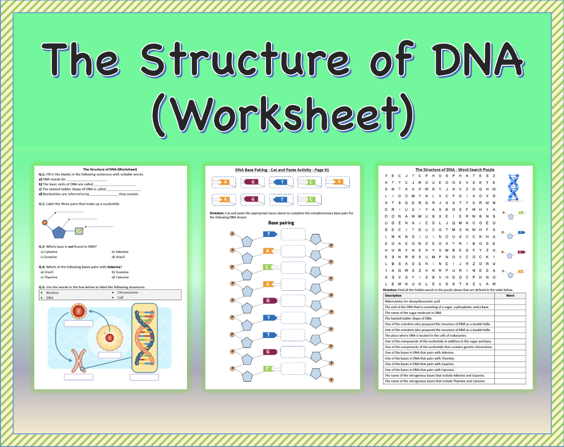 The Structure Of DNA Worksheet Printable And Distance Learning Made By Teachers