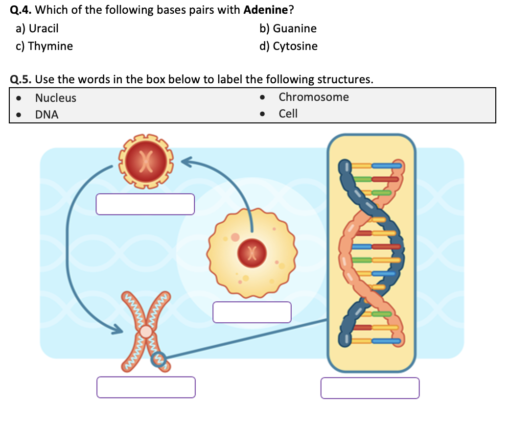 The Structure Of DNA Worksheet Printable And Distance Learning Teaching Resources