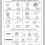 Vertebrate Invertebrate English ESL Worksheets For Distance 44 OFF Worksheets Library